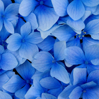 Flor Azul - Significado das flores