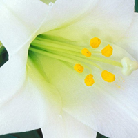 Flor Branca - Significado das Flores