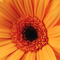 Flor Laranja - Significado das Flores