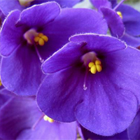 Flor Roxa - Significado das Cores