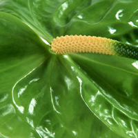 Flor Verde - Significado das cores