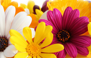 Significado das cores