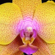 Orquidea Phalaenopsis