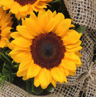 significado do girassol significado do girassol