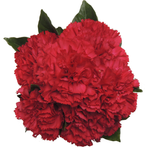 significado dos cravos