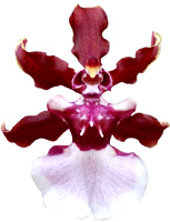 Orquídea Chocolate: Beleza e Perfume Encantador