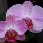 significado das orquideas