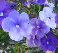 Manacá de Jardim: Beleza e Fragância