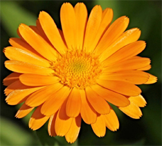 Foto Calendula