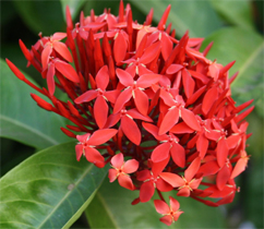 Foto Ixora