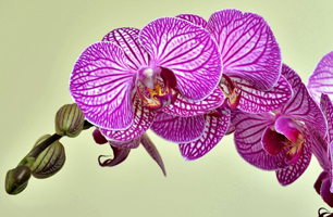 foto Orquìdea