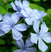 Bela Emilia | Flores para Jardim