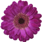 gerberas