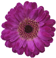 O que é a flor Gérbera ?