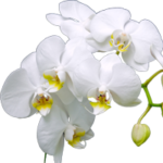 Como cuidar de suas orquideas