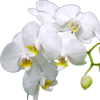 Como cuidar de Orquídeas Roxa ou Branca