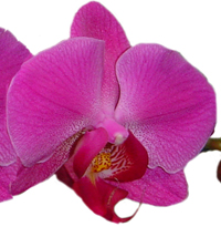 Como cuidar de sua orquídea branca ou roxa