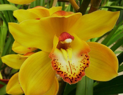 orquidea cymbidium