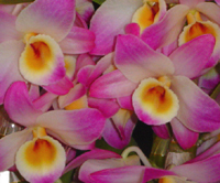 Orquídea Olhos de Boneca | Dendrobium