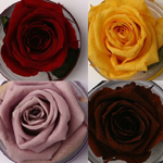 Rosas Preservadas