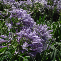 Agapanto: Beleza, Elegância e Facilidade de Cultivo