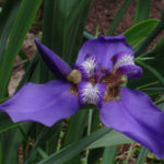 Iris | As Flores dos Jardins de Alphaville