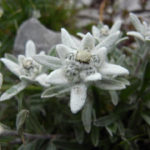 edelweiss
