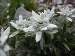 Edelweiss | A Flor do Amor Eterno