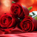 rosas-vermelhas-amor