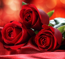 Rosas Vermelhas , a flor do amor