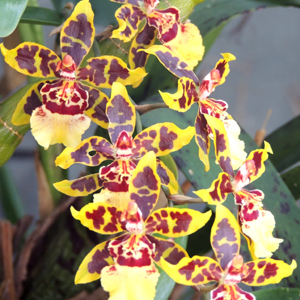 Orquidea Colmanara WildCat | Características