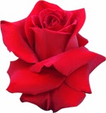 Como a Rebeca Flores entrega Rosas Colombianas