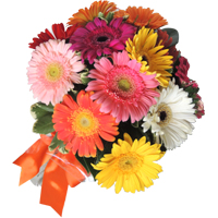 Significado Buquê de Gerberas