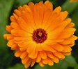 Calendula