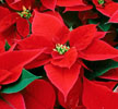 Poinsetia