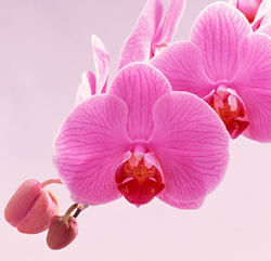 Porque Orquídeas são o presente perfeito?