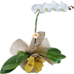 Orquidea branca aniversario homem