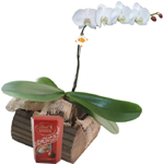 Presente Homem - Orquídea branca com chocolate importado