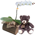 Presente Romântico com Orquídea e Urso-Ela