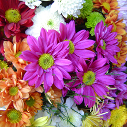 Flores do Campo | Fatos & Significados