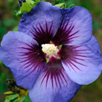 Hibiscus Syriacus - Rosa de Saron