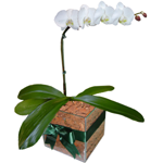 orquidea-branca-´presente-corporativo-homem