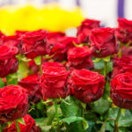 Significados das rosas - de 1 a 100