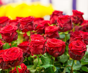 Significados das rosas - de 1 a 100