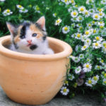 Plantas toxicas gatos caes