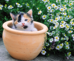 20 Plantas tóxicas para animais comuns em jardim