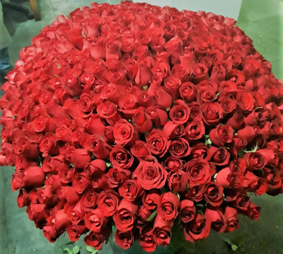500 rosas vermelhas