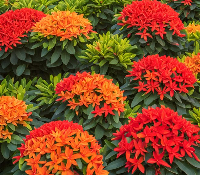Ixora: Beleza e Versatilidade em Jardins Tropicais