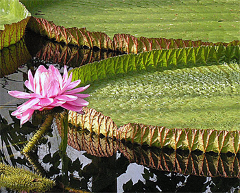 O que é Vitoria Régia?