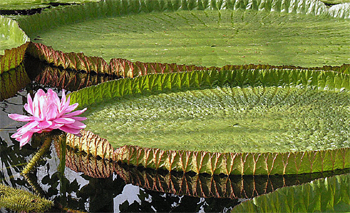vitoria regia ou victoria amazonica